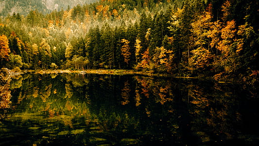 body of water and trees during daytime thumbnail