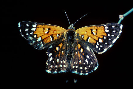 Mormon Metalmark, Apodemia mormo langei Butterfly thumbnail