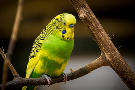 green and yellow bird thumbnail