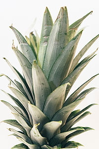 close-up photography of white pineapple crown thumbnail