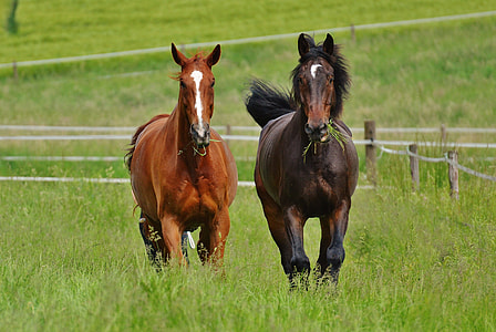 two brown and black horse running near fence during daytime thumbnail