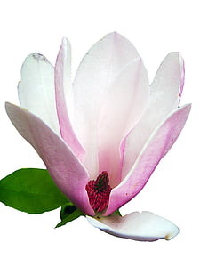 pink Magnolia flower thumbnail