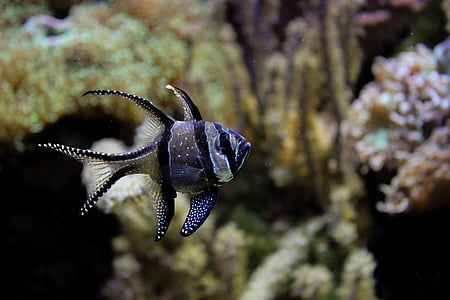 selective focus photography of black and grey striped fish thumbnail