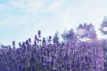 purple petaled flower field at daytime thumbnail