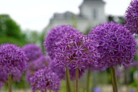 nature, field, flowers, summer thumbnail