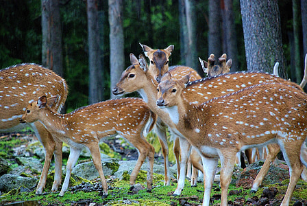 herd or brown deer beside trees thumbnail