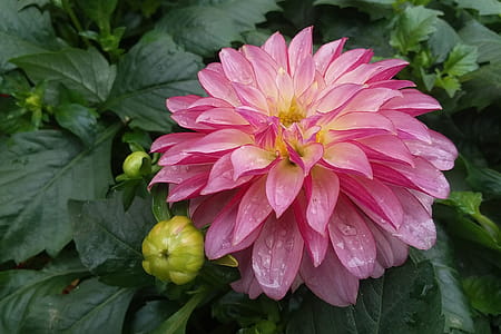 Close up of a pink dahlia flower in full bloom. thumbnail