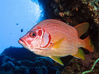 red and white fish thumbnail