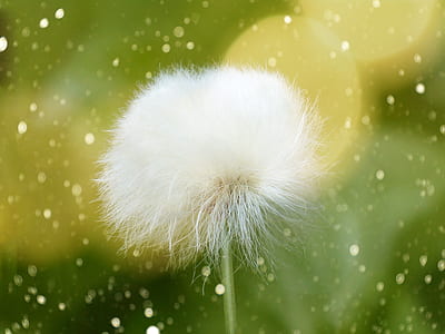 selective focus photography of white dandelion flower thumbnail
