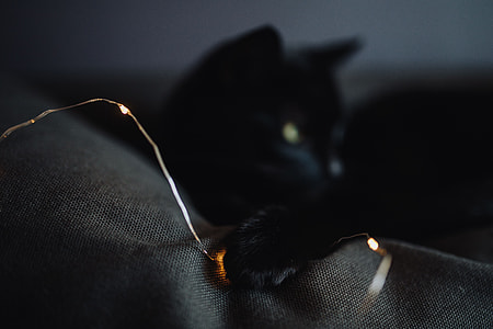 Black cat and fairy lights thumbnail