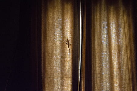 house lizard on curtain thumbnail