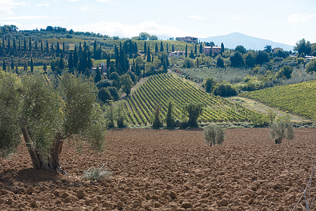 green crops during day thumbnail