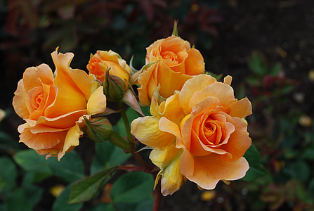 orange rose thumbnail