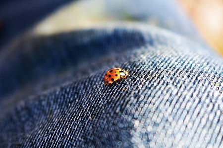 orange and black ladybug on blue denim textile thumbnail