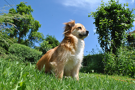 adult long-coated tan and white Chihuahua sitting on lawn grass during daytime thumbnail