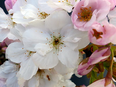 white and pink apple blossoms thumbnail