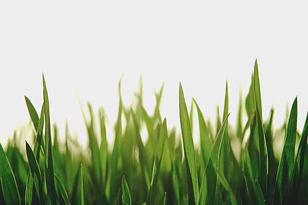 green grasses under blue sky thumbnail