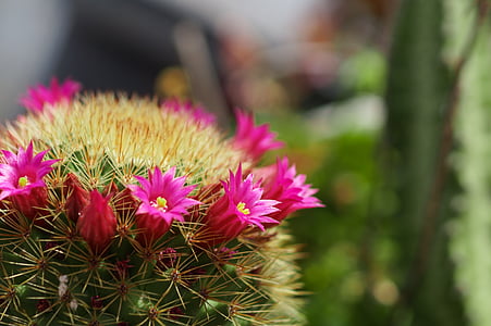 close-up photo of pink barrel cactus flowers thumbnail