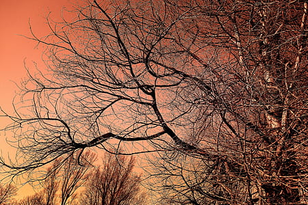 bare tree under orange sky thumbnail