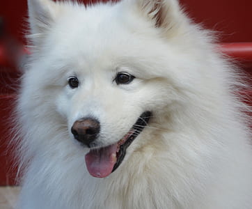 closeup photography of long-coated white dog thumbnail