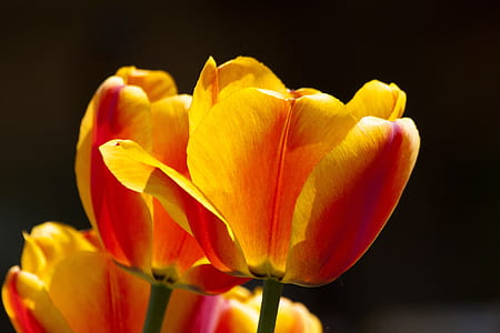 yellow and orange flowers thumbnail