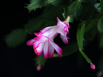 selective focus photo of white and pink petaled flower thumbnail