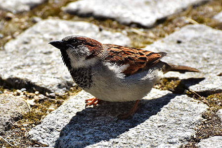 macro photography of brown and gray bird thumbnail