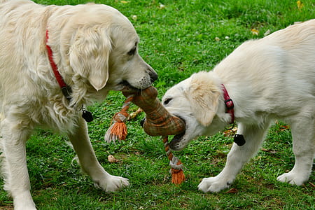 two dog biting brown bone toy surrounding by grass field thumbnail