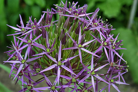 green and purple petaled flower thumbnail