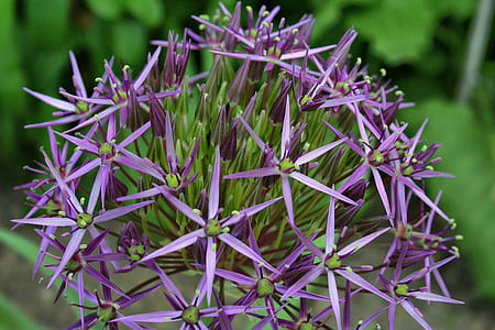 macro photography of cluster flower thumbnail