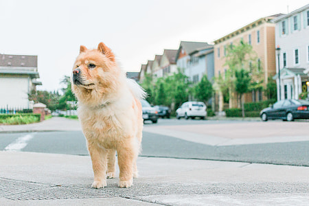 chow chow stands near cars and building at daytime thumbnail