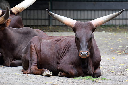 brown cow lying on ground thumbnail