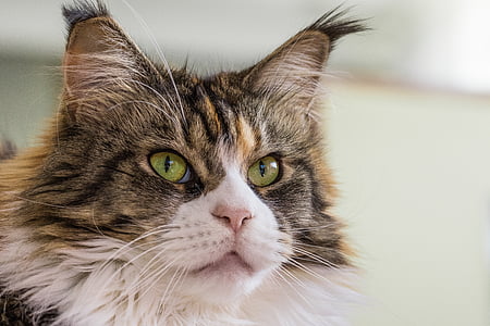 maine coon cat thumbnail