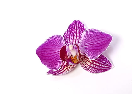 pink moth orchid thumbnail