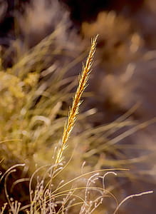 Wild esparto. thumbnail