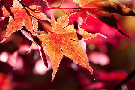 brown maple leaf thumbnail