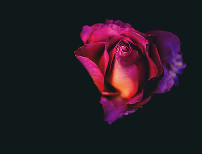 close up photography of red rose flower thumbnail