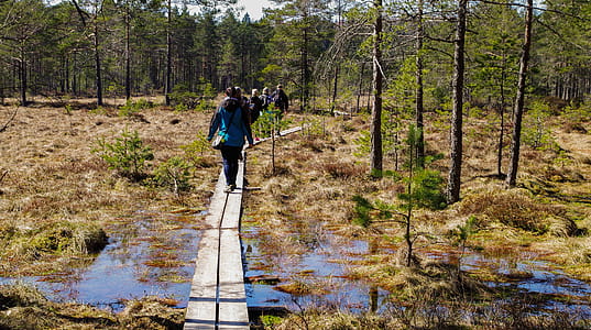People Walking in Brown Wooden Planks in Forest thumbnail