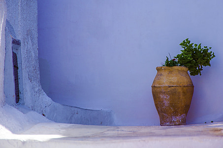 brown potted green leafed plant beside blue wall thumbnail