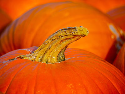 bunch of pumpkin thumbnail