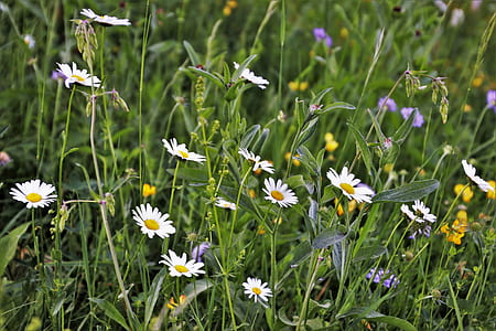 white daisy flowers thumbnail