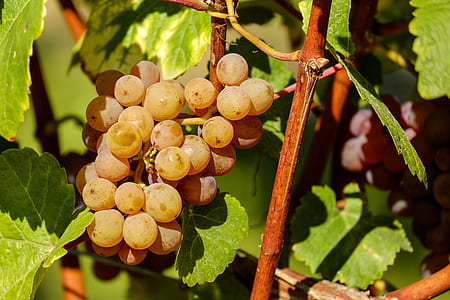 grapes on branch thumbnail