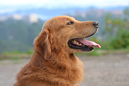 Shallow Focus Photography of a Golden Retriever thumbnail