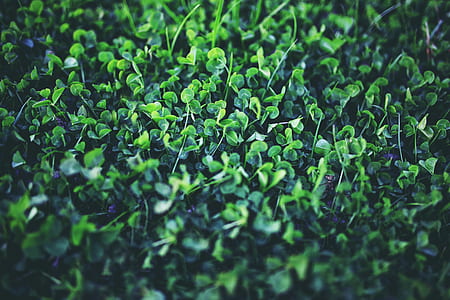 green leafed plant thumbnail