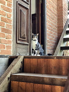 White and Gray Tabby Cat Near Stairs thumbnail