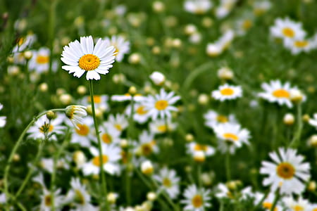 selective focus photography of white daisy flower thumbnail