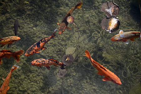 school of fish floats on calm water at daytime thumbnail
