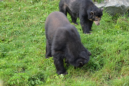 two black bears crawling during daytime thumbnail