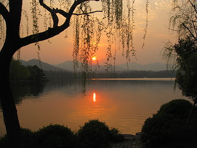 silhouette of tree near body of water thumbnail