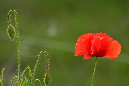 red poppy flower thumbnail